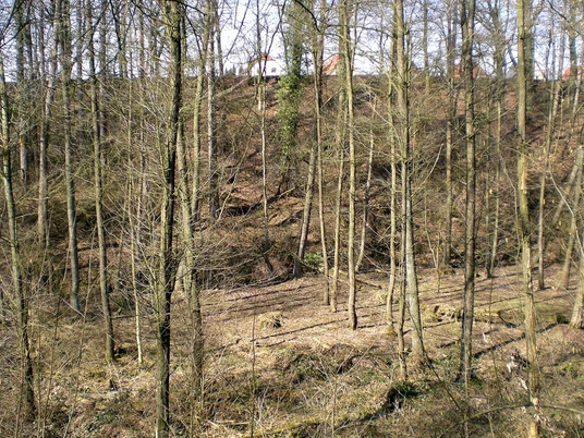Gohfelder Schweiz Waldgebiet in sanftem Hang, von lichten Baumstämmen durchzogen unter einem klaren blauen Himmel.