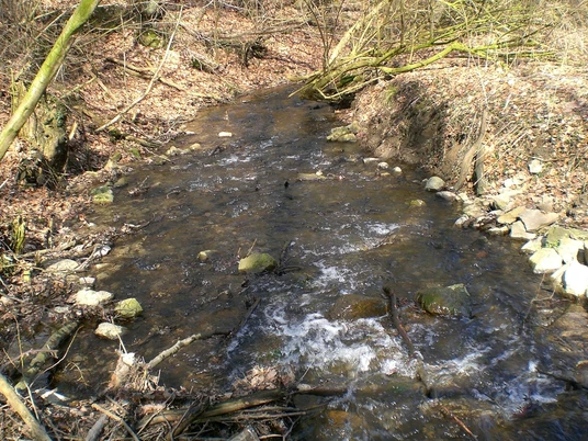 Ein kleiner Bach schlängelt sich durch einen bewaldeten Bereich mit Laubboden und einigen Felsen.