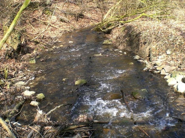Gohfelder Schweiz Ein kleiner Bach schlängelt sich durch einen bewaldeten Bereich mit Laubboden und einigen Felsen.