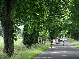 Breite Allee mit mächtigen Bäumen, die Radfahrer und Spaziergänger im Schatten willkommen heißen.
