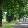 Ulenburger Allee Breite Allee mit mächtigen Bäumen, die Radfahrer und Spaziergänger im Schatten willkommen heißen.
