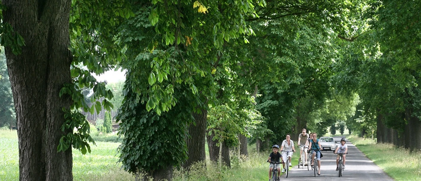 Ulenburger Allee Breite Allee mit mächtigen Bäumen, die Radfahrer und Spaziergänger im Schatten willkommen heißen.