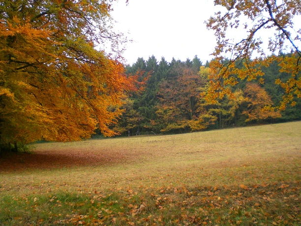 Herbstliche Waldlandschaft Eiberg: Bunte Blätter, offene Wiesenfläche vor einem dichten Wald.