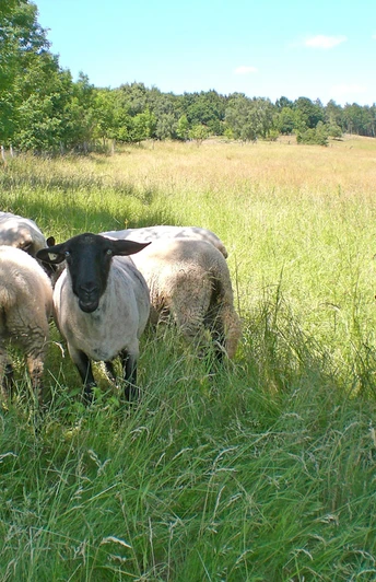 Eine Gruppe von Schafen grast friedvoll auf einer grünen Wiese am Eiberg, umgeben von Bäumen.