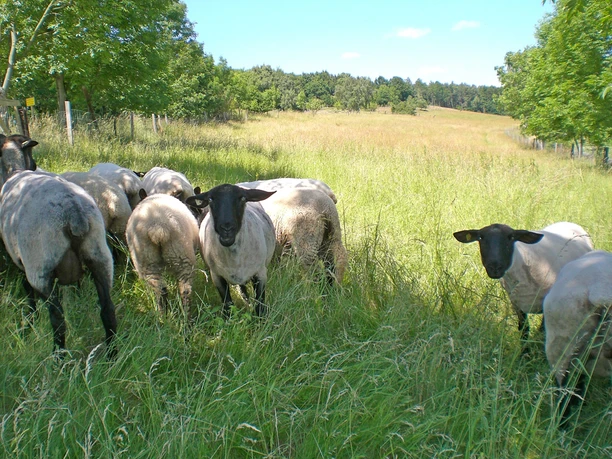 Eiberg - Schafe Eine Gruppe von Schafen grast friedvoll auf einer grünen Wiese am Eiberg, umgeben von Bäumen.