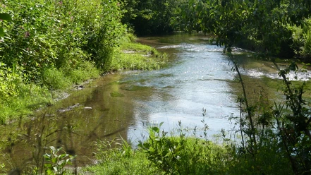 Zusammenfluss zweier klarer Bäche von dichter Ufervegetation umgeben, grünes Pflanzenreich.