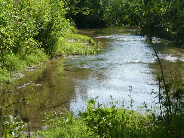 Zusammenfluss zweier klarer Bäche von dichter Ufervegetation umgeben, grünes Pflanzenreich.
