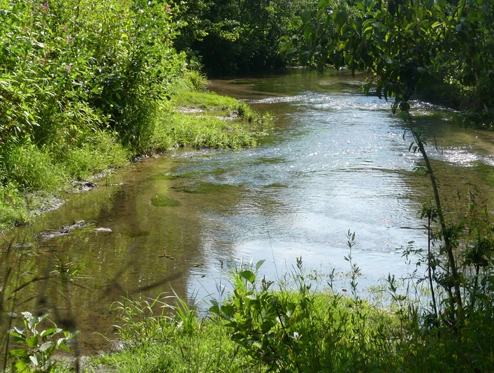 Zusammenfluss zweier klarer Bäche von dichter Ufervegetation umgeben, grünes Pflanzenreich.