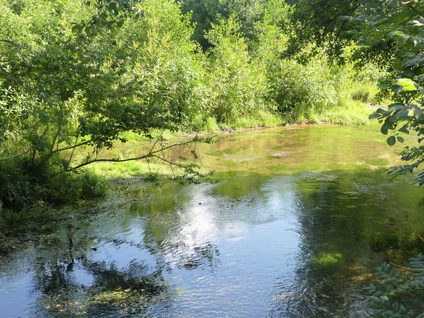 Beke-Lippe-Zusammenfluss Zusammenfluss von Beke und Lippe, umgeben von dicht bewachsenen grünen Bäumen und klarem Wasser.