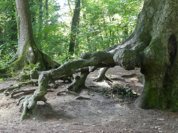 Baum "auf Stelzen" nahe dem Beke-Lippe-Zusammenfluss Ein großer, knorriger Baum steht auf mächtigen, sichtbaren Wurzeln im Schatten des Waldes.