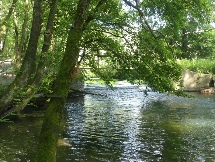 Flussabschnitt mit altem Wehr, umgeben von dichtem Grün und Bäumen, die sich im Wasser spiegeln.