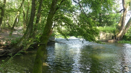Lippe mit altem Wehr Flussabschnitt mit altem Wehr, umgeben von dichtem Grün und Bäumen, die sich im Wasser spiegeln.