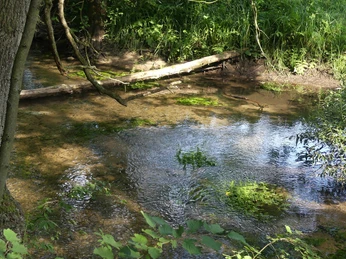Steilufer der Lippe Ein schattiger Bach fließt durch dichten Wald, gesäumt von üppigem Grün und moosbewachsenen Ufern.