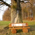Holzbank mit Informationstafeln vor einem großen, alten Baum am Waldrand, unter blauem Himmel.