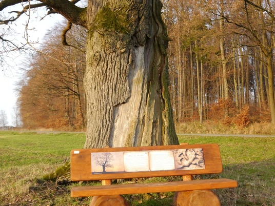 Holzbank mit Informationstafeln vor einem großen, alten Baum am Waldrand, unter blauem Himmel.
