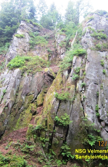 Kalksteinklippen unterhalb der Preußischen Velmerstot Mächtige Kalksteinklippen mit üppigem Moosbewuchs und hoch aufragenden Fichten im Hintergrund.