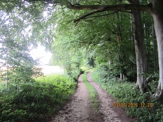 auf versteckten Wegen in Richtung Hornoldendorf Ein schmaler, unbefestigter Weg schlängelt sich durch einen dichten, grünen Laubwald bei Tageslicht.