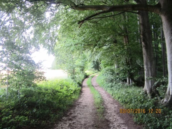 auf versteckten Wegen in Richtung Hornoldendorf Ein schmaler, unbefestigter Weg schlängelt sich durch einen dichten, grünen Laubwald bei Tageslicht.