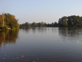 Ruhiger See umgeben von Bäumen unter klarem Himmel, herbstliche Blätter treiben auf dem Wasser.