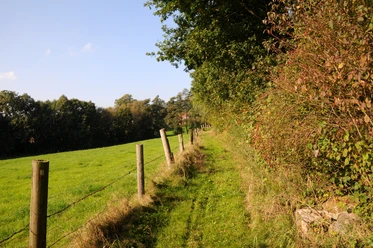 Naturroute Westkilver-Rödinghausen Ein schmaler, grasbewachsener Pfad schlängelt sich entlang eines Weidezauns, gesäumt von Bäumen und Büschen.