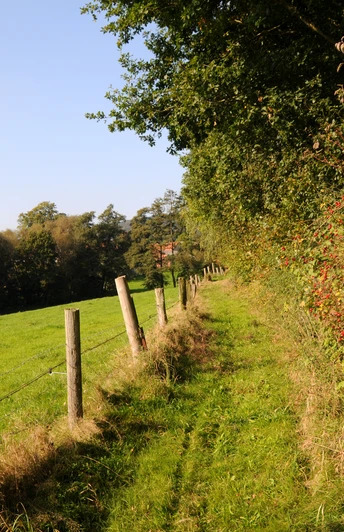 Naturroute Westkilver-Rödinghausen Ein schmaler, grasbewachsener Pfad schlängelt sich entlang eines Weidezauns, gesäumt von Bäumen und Büschen.