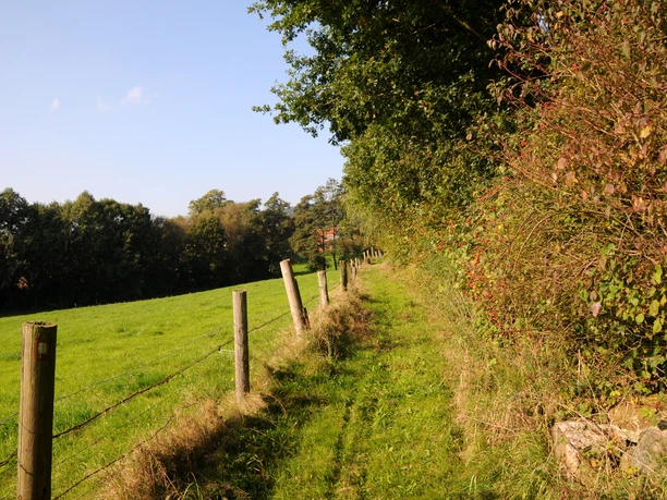 Naturroute Westkilver-Rödinghausen Ein schmaler, grasbewachsener Pfad schlängelt sich entlang eines Weidezauns, gesäumt von Bäumen und Büschen.