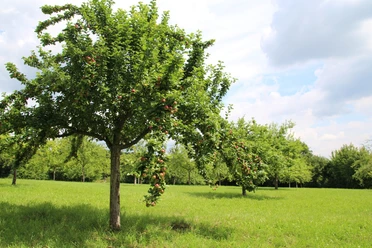 Streuobstwiese Marienmünster im Sommer