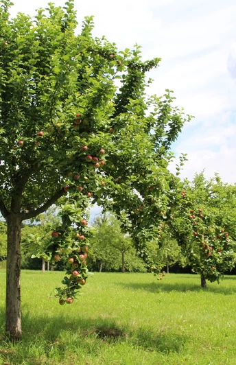 Streuobstwiese Marienmünster im Sommer