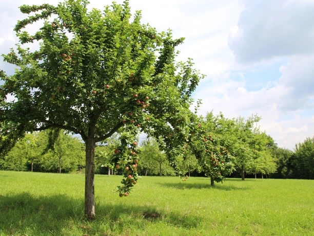 Streuobstwiese Marienmünster im Sommer