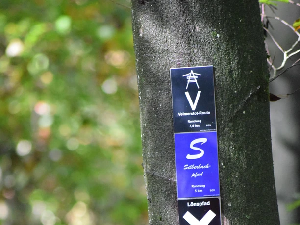 Baum mit Wegezeichen Ein Baum im Wald trägt Richtungsschilder für verschiedene Wanderwege, darunter V, S und X10.