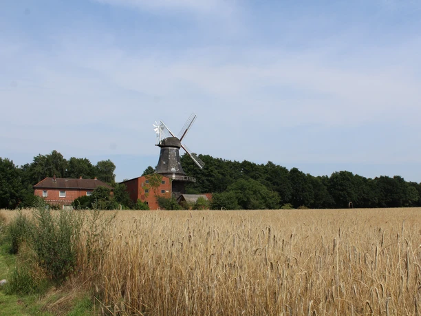 Windmill in Hoyerhagen in front of a wide grain field, flanked by trees, cloudy sky above.