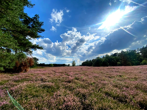 Heideblüte im Naturschutzgebiet Wolfsgrund