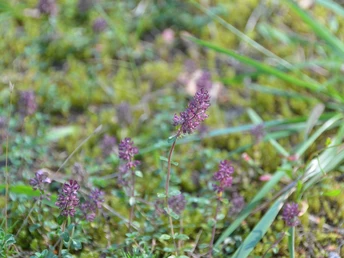 Lila Heideblüten und grünes Gras in einer Heide-Landschaft, sanft im Wind wiegend.