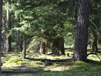 Ein grüner Nadelwald mit Moos bedecktem Boden, Sonnenstrahlen filtern sanft durch die Baumwipfel.