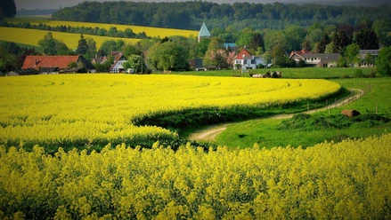 Die Spuren des historischen Kohlebergbaus sind heute in der Landschaft kaum noch zu erkennen (Foto: Jürgen Benne)