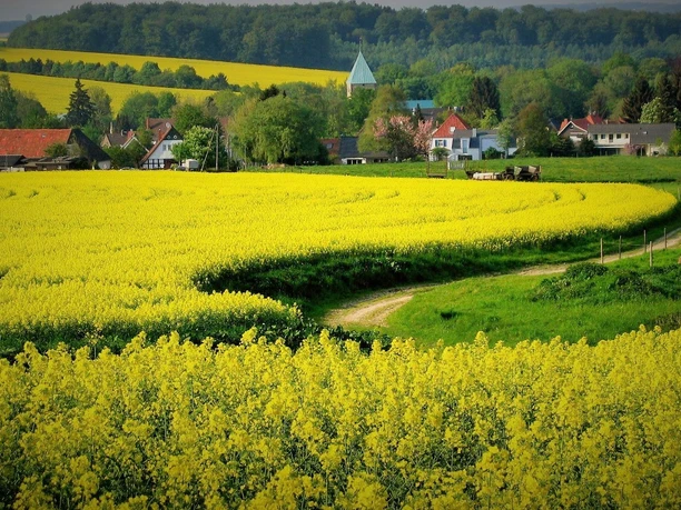 Die Spuren des historischen Kohlebergbaus sind heute in der Landschaft kaum noch zu erkennen (Foto: Jürgen Benne)
