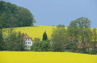 A4 - Wanderweg Holzhauser Berg Gelbes Rapsfeld erstreckt sich vor traditionellem Fachwerkhaus und Baumgruppe unter klarem Himmel.