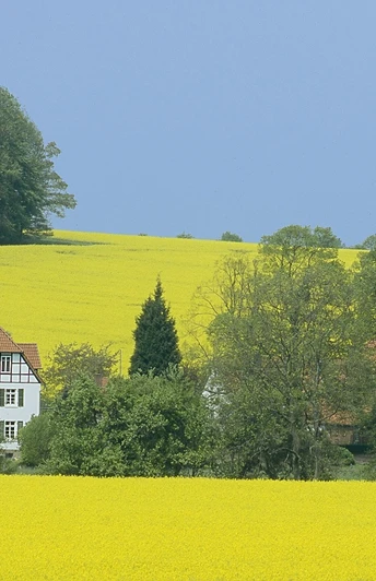 A4 - Wanderweg Holzhauser Berg Gelbes Rapsfeld erstreckt sich vor traditionellem Fachwerkhaus und Baumgruppe unter klarem Himmel.