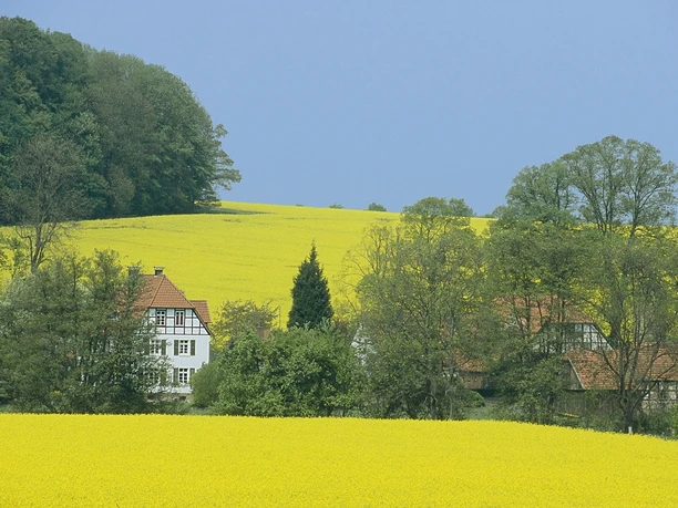 A4 - Wanderweg Holzhauser Berg Gelbes Rapsfeld erstreckt sich vor traditionellem Fachwerkhaus und Baumgruppe unter klarem Himmel.