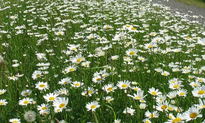 Wiese Blühende Margeritenwiese mit üppigen, weißen Blüten und grünen Stängeln, die sich im Wind wiegen.