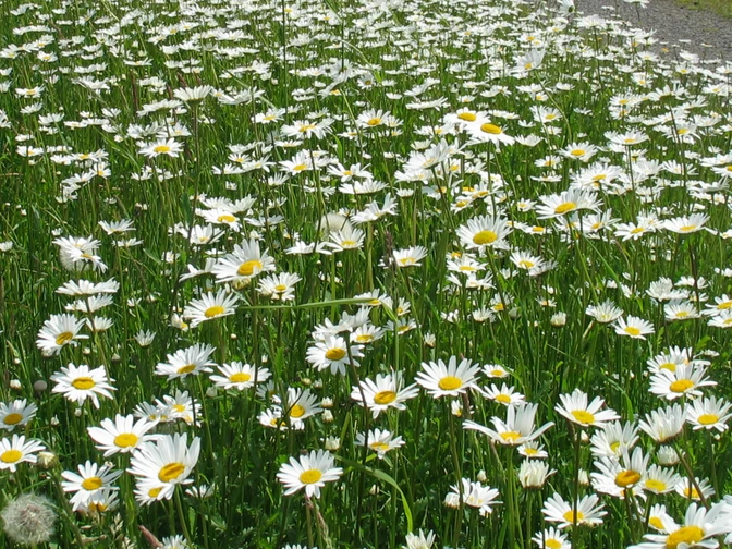 Wiese Blühende Margeritenwiese mit üppigen, weißen Blüten und grünen Stängeln, die sich im Wind wiegen.
