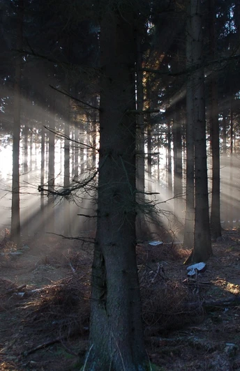 Sonnenstrahlen brechen durch dichten Wald, schaffen eine mystische Atmosphäre im Halbschatten.