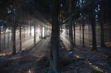 Zu mystischen Stätten Sonnenstrahlen brechen durch dichten Wald, schaffen eine mystische Atmosphäre im Halbschatten.