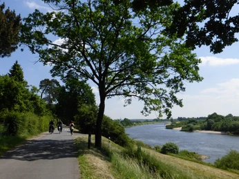Radweg entlang der Weser mit Radfahrern unter einem Baum, umgeben von grüner Natur und Flusslandschaft.