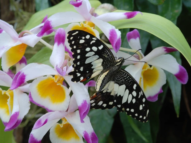 Schmetterlingsschau im Tropenhaus