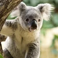 Koala Mullaya