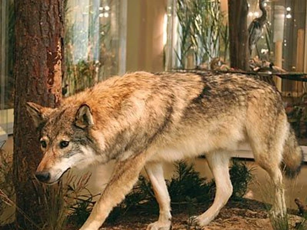 Senckenberg Museum für Naturkunde Görlitz