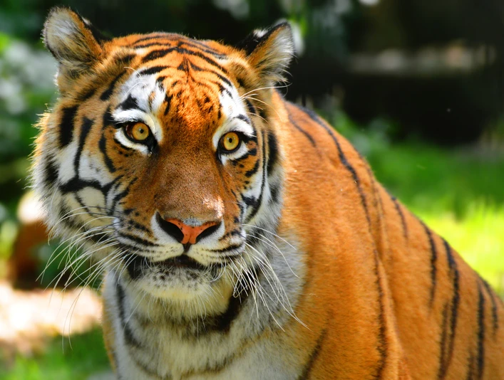 Sibirischer Tiger im Zoo Hoyerswerda