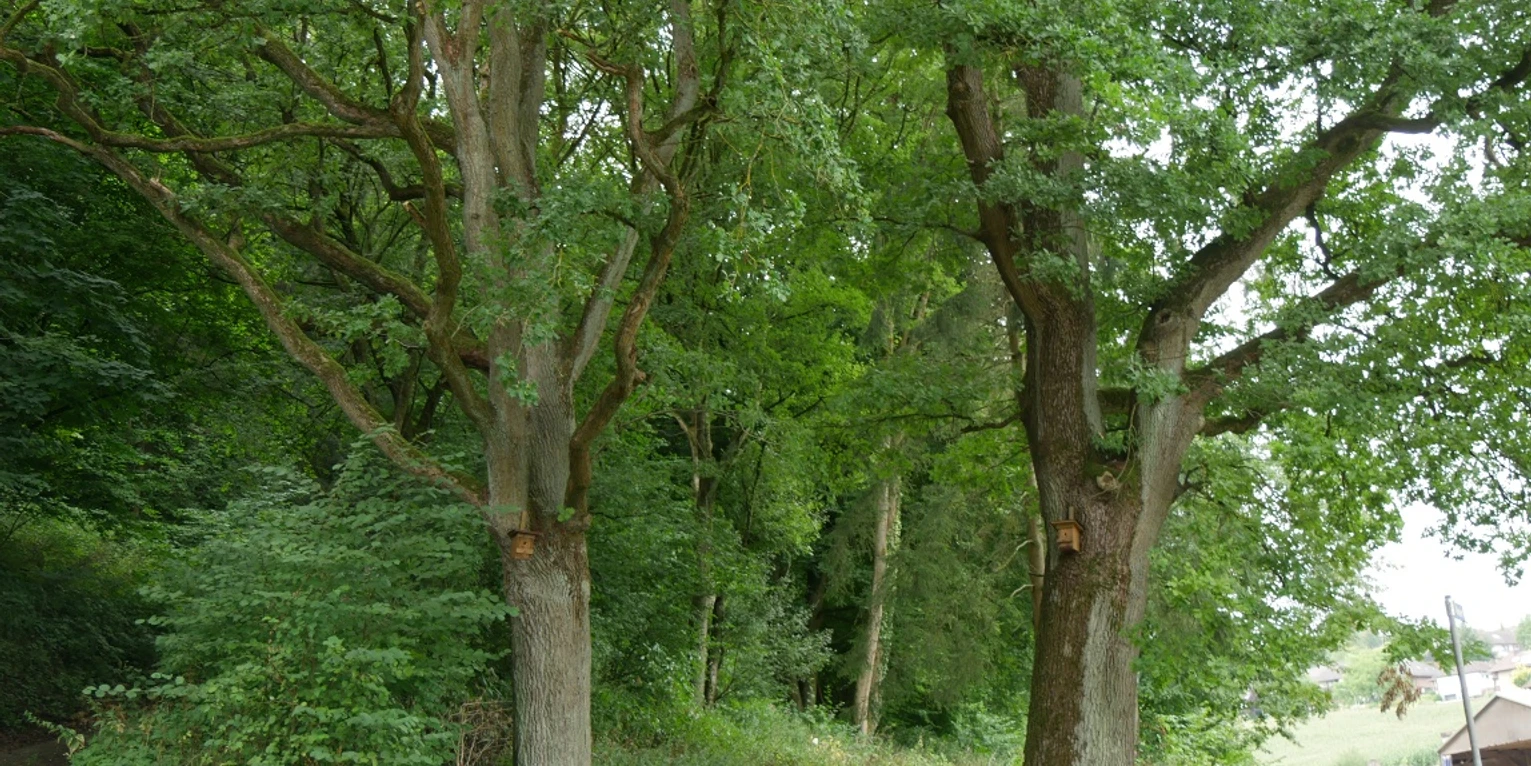 Zwei stattliche Eichen mit grünen Blättern stehen neben einer Parkbank am Waldweg in Istrup.