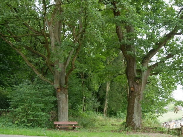 Zwei stattliche Eichen mit grünen Blättern stehen neben einer Parkbank am Waldweg in Istrup.